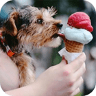 Dog eats delicious ice cream