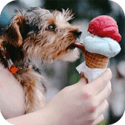 Dog eats delicious ice cream