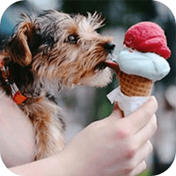 Dog eats delicious ice cream